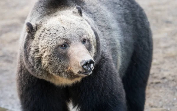 Urso Pardo Natureza — Fotografia de Stock