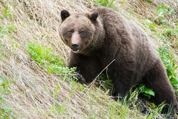 Urso Pardo Natureza — Fotografia de Stock