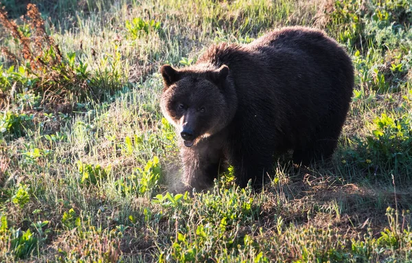 Medvěd Grizzly Divočině — Stock fotografie