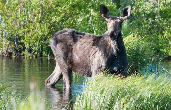 Łoś Naturze — Zdjęcie stockowe