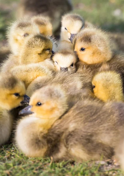 Canada Goose Family Wild — Stock Photo, Image