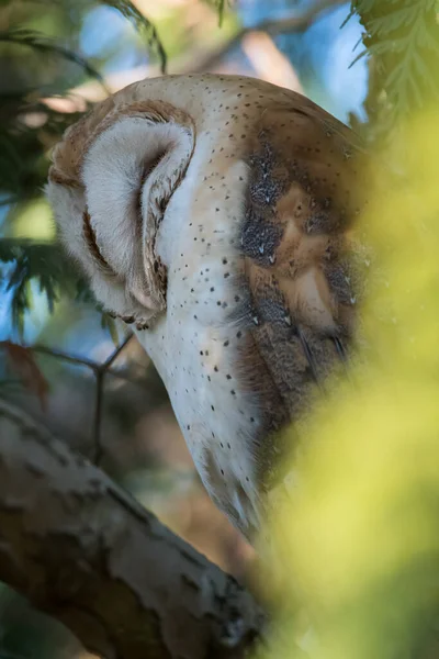 Owl Wild Nature — Stock Photo, Image