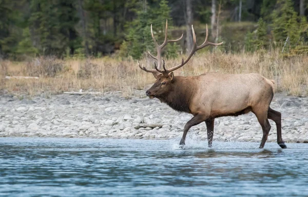 Wapiti Dans Nature — Photo