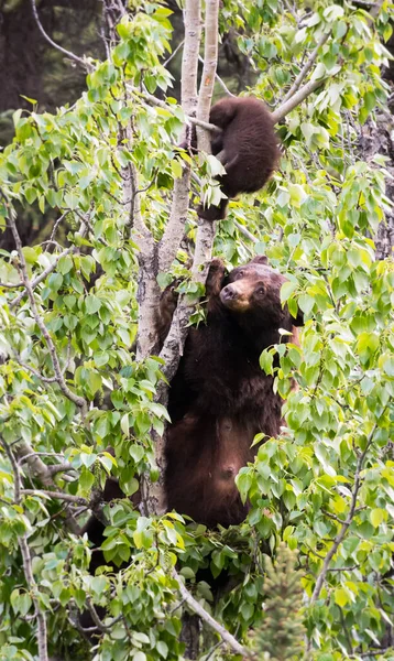 Urso Negro Natureza — Fotografia de Stock