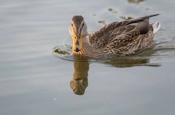 Mallard Eend Het Wild — Stockfoto