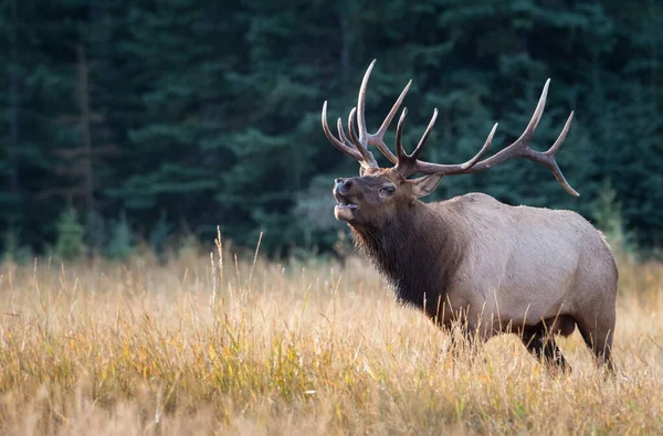 Bull Elk Tijdens Rut — Stockfoto