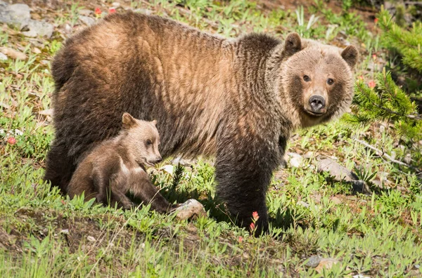 Grizzly Beer Het Wild — Stockfoto