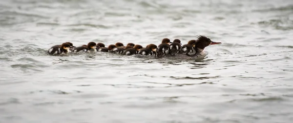 Mergansers Dans Nature — Photo