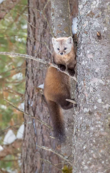 Pine Marten Sitting Tree Banff National Park Alberta Canada — Stock Photo, Image