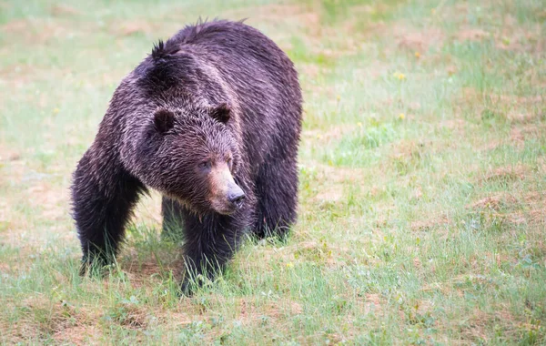 Niedźwiedź Grizzly Dziczy — Zdjęcie stockowe