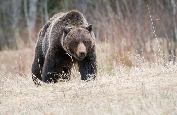 Canadian Grizzly Niedźwiedź Dzikim — Zdjęcie stockowe