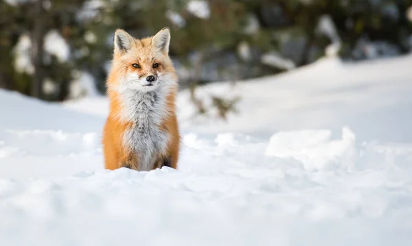 Volpe Rossa Natura — Foto Stock