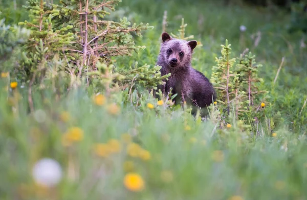 Orso Grizzly Natura — Foto Stock