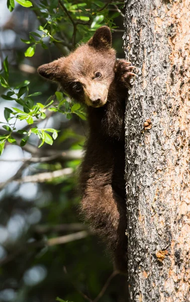 Urso Negro Natureza — Fotografia de Stock