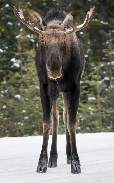 bull moose in national park, jasper, canada