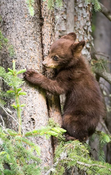 Família Urso Preto Natureza — Fotografia de Stock