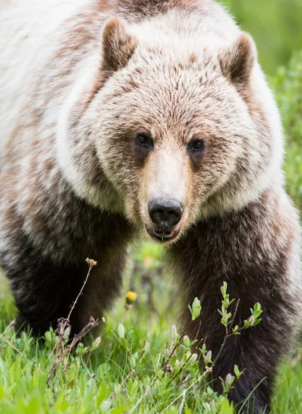 Grizzly Bear Wild — Stock Photo, Image