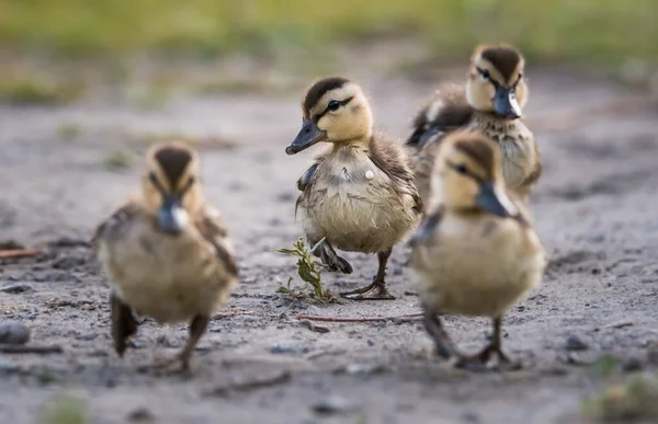 Mallard Duck Wild — Stock Photo, Image