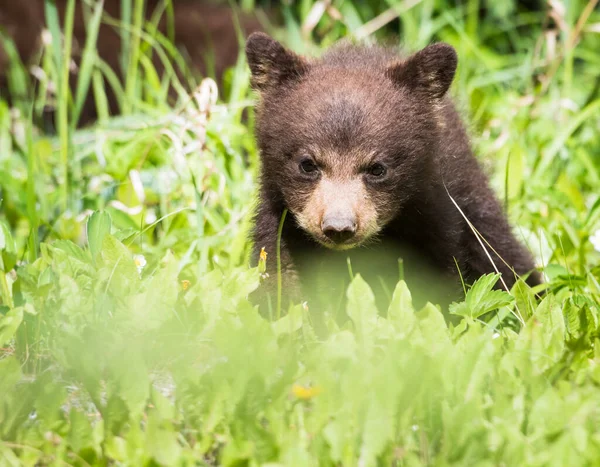 Schwarzbärenfamilie Freier Wildbahn — Stockfoto