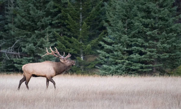 Wapiti Pendant Cabane — Photo