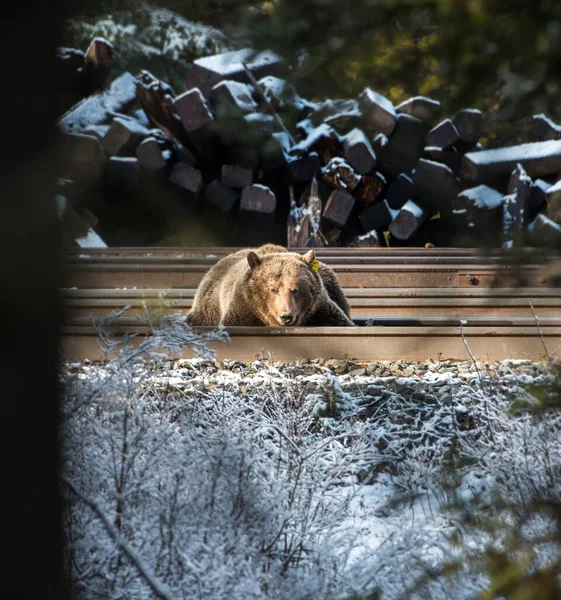 Kanadensisk Grizzlybjörn Vilt Tillstånd — Stockfoto
