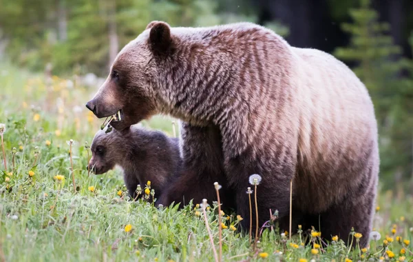 Grizzly Medve Vadonban — Stock Fotó