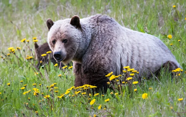 Medvěd Grizzly Divočině — Stock fotografie