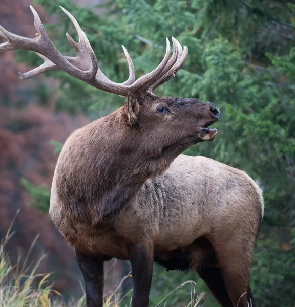 Bull Elk Wild — Stock Photo, Image