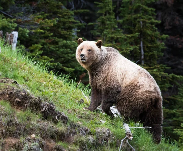 Urso Pardo Natureza — Fotografia de Stock