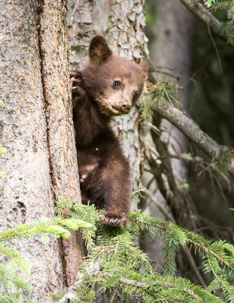 Família Urso Preto Natureza — Fotografia de Stock