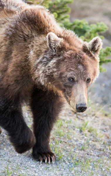 Niedźwiedź Grizzly Dziczy — Zdjęcie stockowe