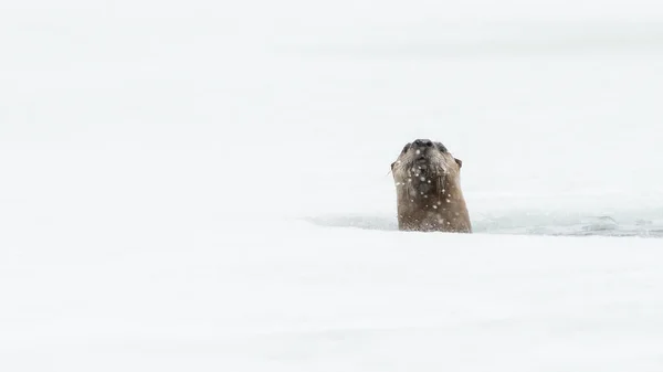 River Otter Winter — Stock Photo, Image