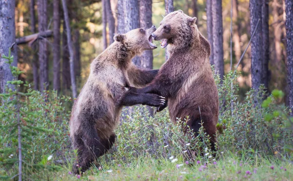 Niedźwiedzie Grizzly Dziczy — Zdjęcie stockowe