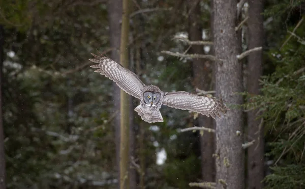 Great Grey Owl Wild Nature Alberta Canada — Stock Photo, Image