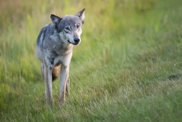 Šedý Vlk Divoké Přírodě Jaspis Kanada — Stock fotografie