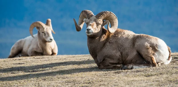 Bighorn Schapen Het Wild — Stockfoto