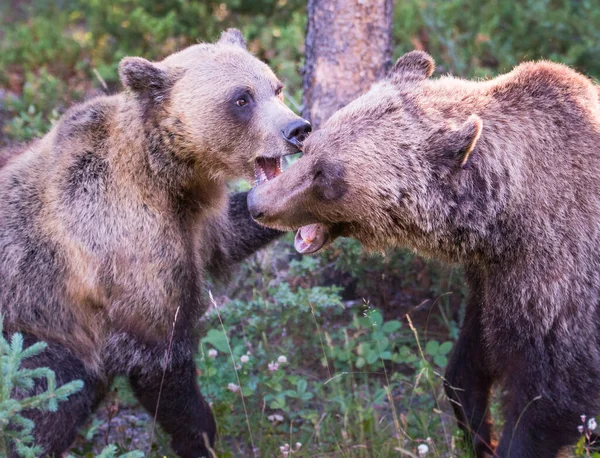 Grizzlybjörnar Naturen — Stockfoto