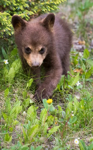 Чорні Ведмеді Дикій Природі — стокове фото