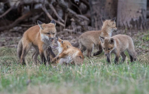 Schattige Rode Vossen Samen Gevangen Park — Stockfoto