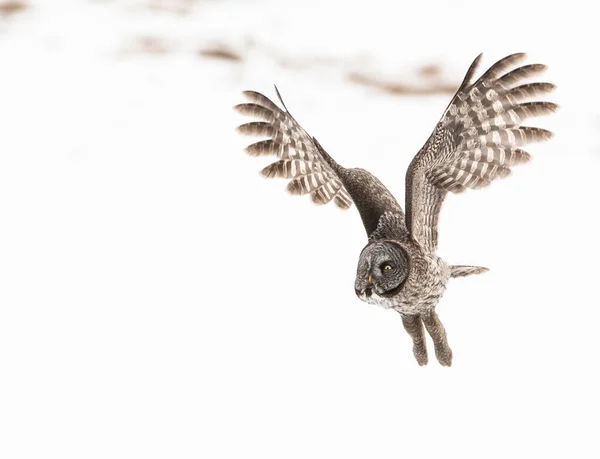 Grand Hibou Gris Dans Nature Sauvage Alberta Canada — Photo