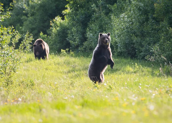 Грізлі Ведмеді Спарюються Дикій Природі — стокове фото