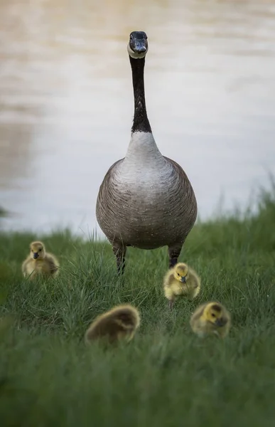 Canada Goose Famille Dans Nature — Photo