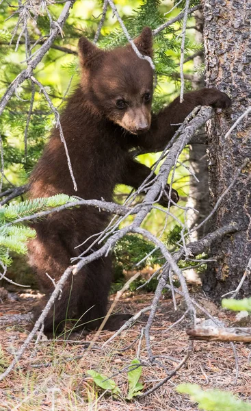 Черные Медведи Дикой Природе — стоковое фото