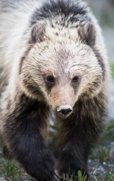 Grizzlys Freier Wildbahn — Stockfoto