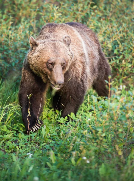 Niedźwiedź Grizzly Dziczy — Zdjęcie stockowe