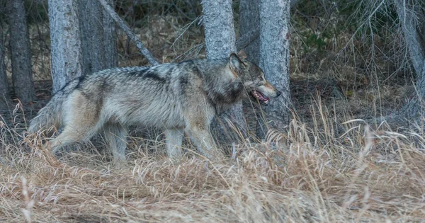 Loup Gris Dans Nature Sauvage — Photo