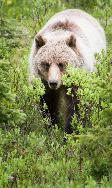 Niedźwiedź Grizzly Dziczy — Zdjęcie stockowe