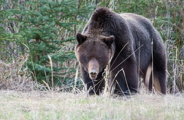 Orso Grizzly Canadese Natura — Foto Stock