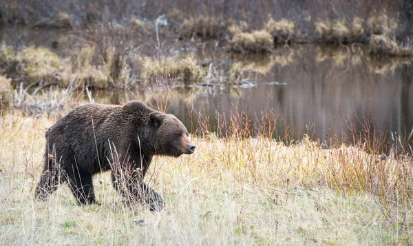 Urso Pardo Natureza — Fotografia de Stock