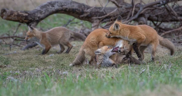 Lindos Zorros Rojos Juntos Naturaleza — Foto de Stock